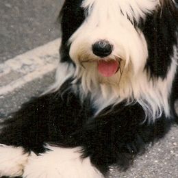 Tibetan Terriers from Floresta Tibetan Terriers