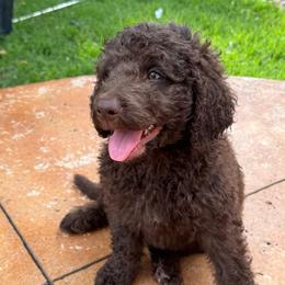 Violet - Chocolate female Labradoodle puppy in Liberty Hill, Texas from Martin Family Doodle