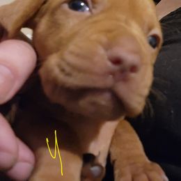Vizsla Puppies from Western Tennessee Vizslas
