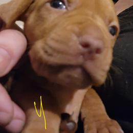 Vizsla Puppies from Western Tennessee Vizslas