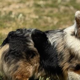 American Corgis and Pembroke Welsh Corgis from Rhettro Kennels