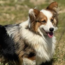 American Corgis and Pembroke Welsh Corgis from Rhettro Kennels