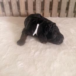 Liberty - Phantom female Goldendoodle puppy in Luana, Iowa from Country View Bernedoodles and Goldendoodles