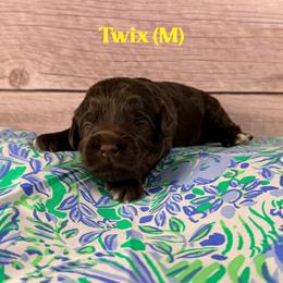 Twix - Chocolate male Australian Labradoodle puppy in Silver Spring, Maryland from Potomac Australian Labradoodles