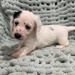 Cookie - Piebald female Dachshund puppy in Purdy, Missouri from Shotgun Pups