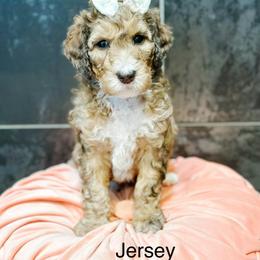 Jersey - Sable female Bernedoodle puppy in Pasco, Washington from Camp Doodle Woods