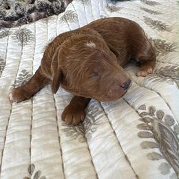 Boy 1 - Red  male Goldendoodle puppy in Bucyrus, Missouri from Hill Top Pomskies