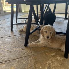 Double Doodle Puppies from Royal Litter