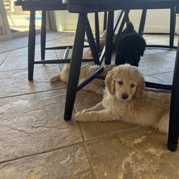 Double Doodle Puppies from Royal Litter