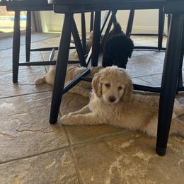 Double Doodle Puppies from Royal Litter