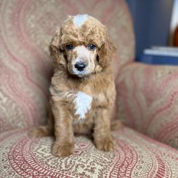 Tecova - Red  male Poodle puppy in Ault, Colorado from The Peaks Premium Poodles