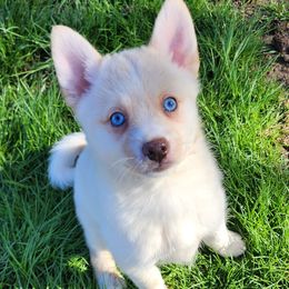 Girl 4 - White Pomsky puppy in Elkton, Maryland from Pomsky Palace llc