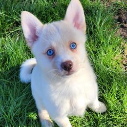 Girl 4 - White Pomsky puppy in Elkton, Maryland from Pomsky Palace llc