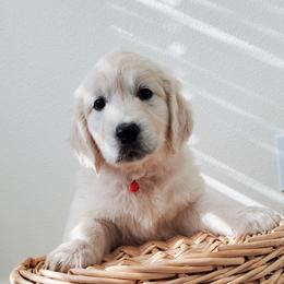 Lexie - Light golden female Golden Retriever puppy in Marysville, Washington from Eagle River Golden Retriever Farm