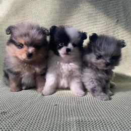 Pomeranians from Quail Cove Poms