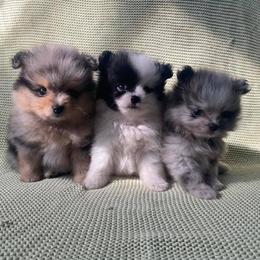 Pomeranians from Quail Cove Poms