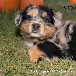 Miniature Australian Shepherd Puppies from JnT's Bluegrass Mini Aussies