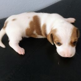 Dachshunds from Paulassillydogs