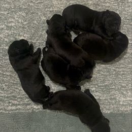 Girl 3 - Black female Labrador Retriever puppy in Woodbury, Connecticut from A Dog’s Life Farm