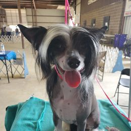 Esmei - Chinese Crested