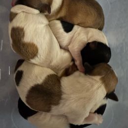 Cinnamon - Chocolate female Havanese puppy in Manteca, California from Happy Havanese Gems