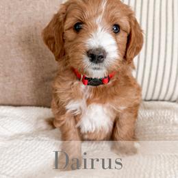 Darius - Red  male Goldendoodle puppy in Melba, Idaho from KZ Doodles