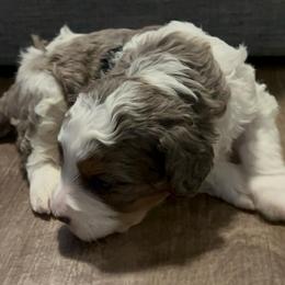Crumpet - Merle male Bernedoodle puppy in Los Angeles, California from Bernied00dle Love
