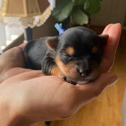 Billie - Black and tan female Yorkshire Terrier puppy in Stockton, California from Lala & Co.