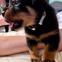 Rottweiler Puppies from Alpha Co. Rottweilers