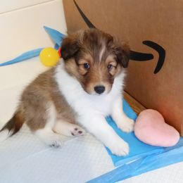 Bravo - Sable and white male Shetland Sheepdog puppy in Aliquippa, Pennsylvania from Fancypants Shetland Sheepdogs
