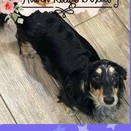 Miley - Dachshund