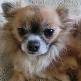 Karma - Chihuahua
