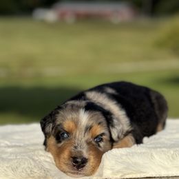 Stilton - Blue merle male Australian Shepherd puppy in Beaverdam, Virginia from Cimmarun Farm Aussies