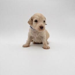 Eddie- Blue - Cream male Aussiedoodle puppy in West Monroe, Louisiana from Diamond M Poodles and Doodles
