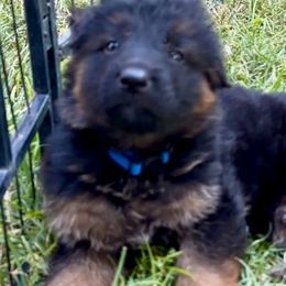 LUKE - Blue Collar Male - Black and red male German Shepherd puppy in Paso Robles, California from Central Coast German Shepherds