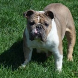 Faye - Bulldog