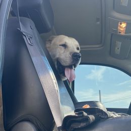 Central Asian Shepherd Dog All Grown Up from Alabaivalley