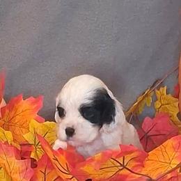 Eleanor - Black and white female Cocker Spaniel puppy in Crossville, Tennessee from Timber Sunrise Cockers