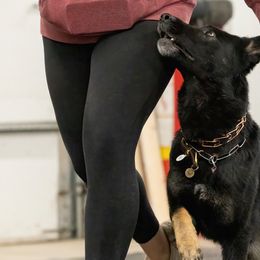 German Shepherds from Zwinger aus dem Nordsternstaat
