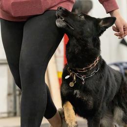 German Shepherds from Zwinger aus dem Nordsternstaat
