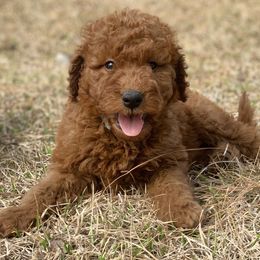 French Bulldog, Goldendoodle, and Golden Retriever Puppies from Crystal Coast Kennels, LLC