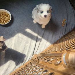 Pomsky Puppies from Ultimate Pomskies LLC