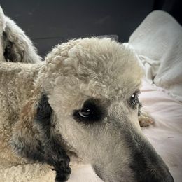 Poodles from Burning Ring of Fire Breeding & Studding
