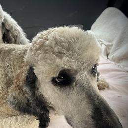Poodles from Burning Ring of Fire Breeding & Studding
