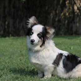 Cruella - Blue merle and white female American Corgi puppy in Greenwood, Indiana from Witch Creek Corgis