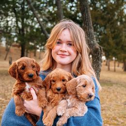 Goldendoodle Puppies from Bows & Ties Doodles