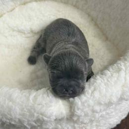 Storm - Blue female French Bulldog puppy in Hemlock, Michigan from A&D Frenchies