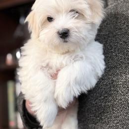 Blanca - White female Coton de Tulear puppy in Warrenton, Virginia from Four Lochs LLC