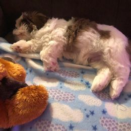 Shih Tzu Puppies from N.F.S.T Imperial ShihTzu Puppies.