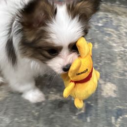 Papillon Puppies from Tylane Papillons